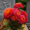 Quelles fleurs mettre sur une tombe ?
